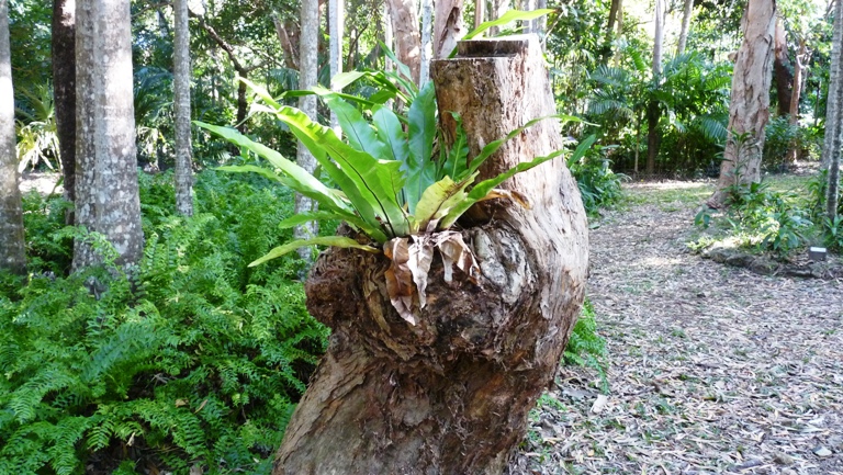 Im botanischen Garten von Cooktown